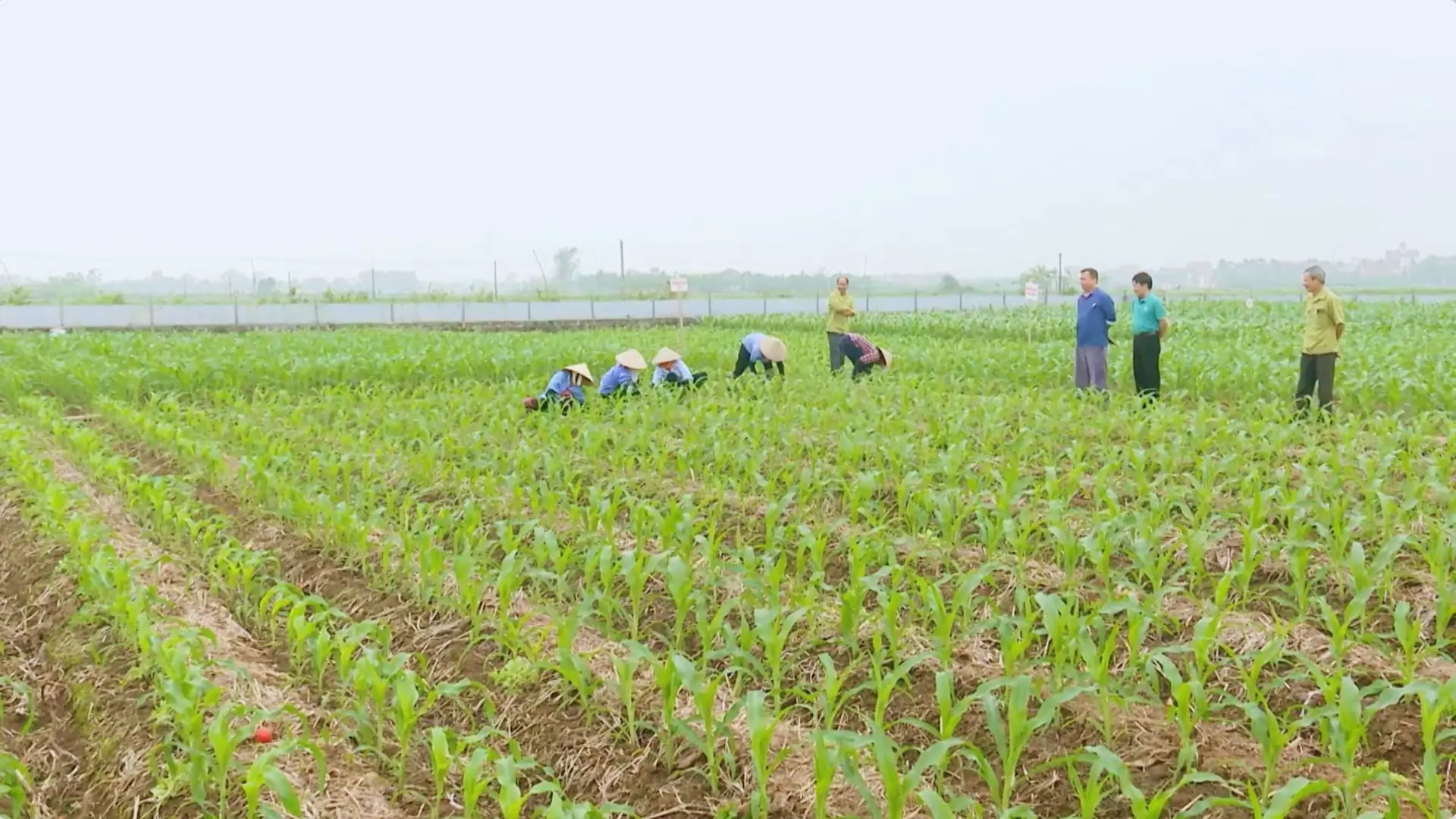 Khó GPMB với giá đất nông nghiệp hiện tại